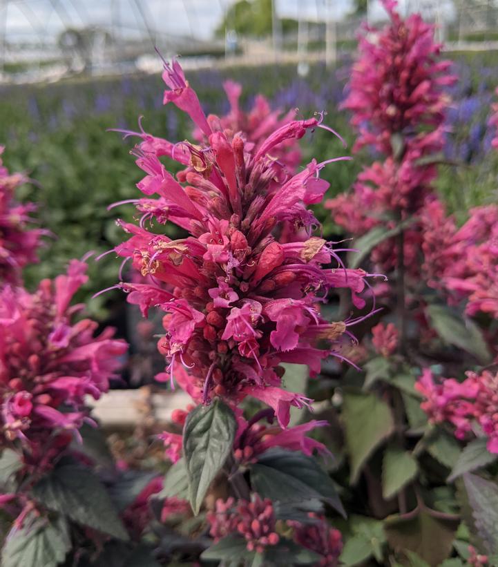 Agastache 'Morello'