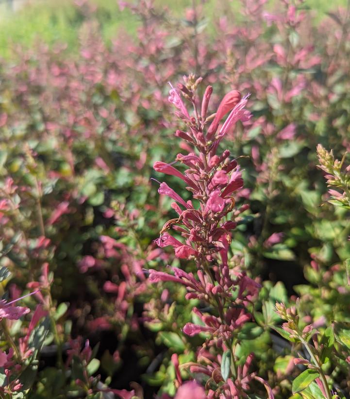 Agastache 'Morello'