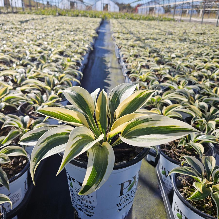 Hosta hybrid Shadowland® Autumn Frost