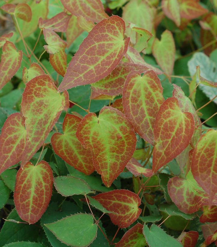 Epimedium X rubrum