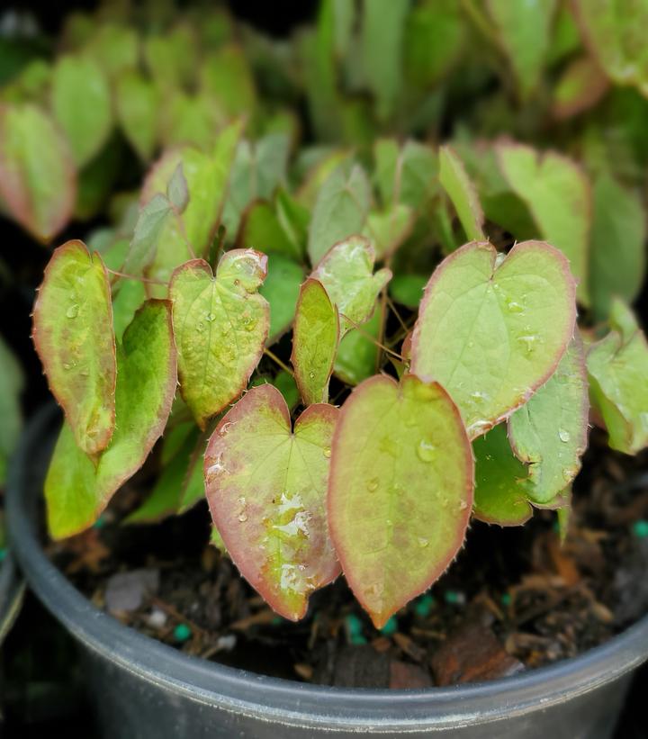 Epimedium X rubrum