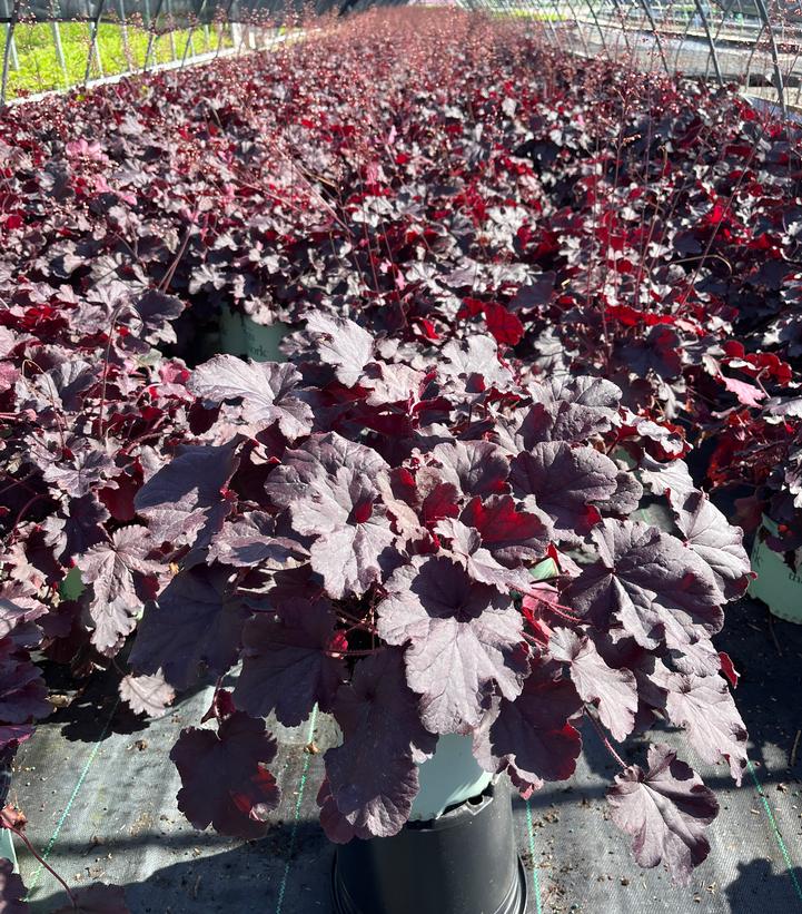 Heuchera Northern Exposure™ Black