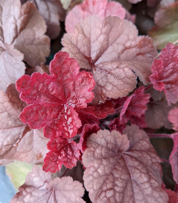 Heuchera Northern Exposure™ Red