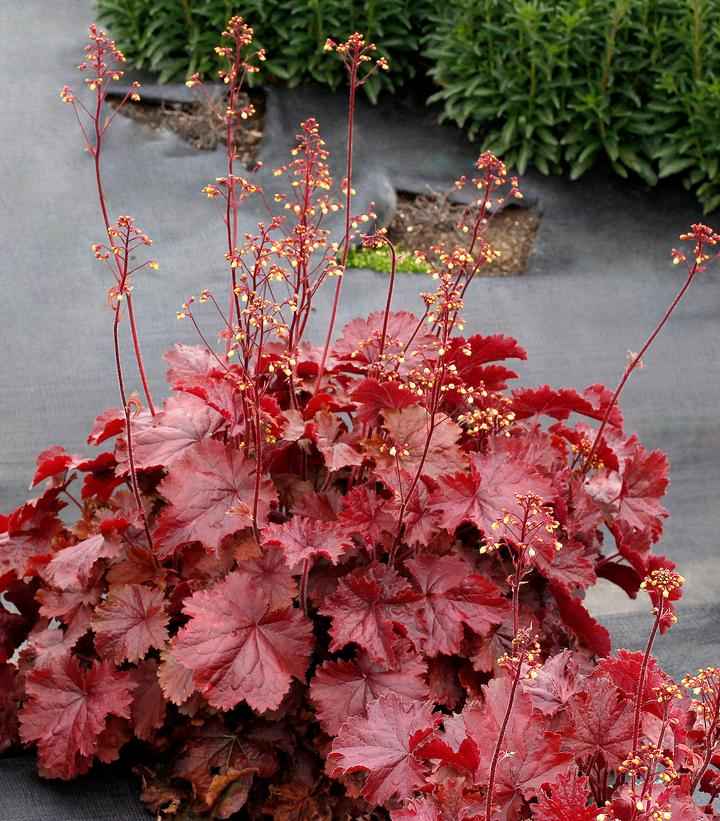 Heuchera Northern Exposure™ Red