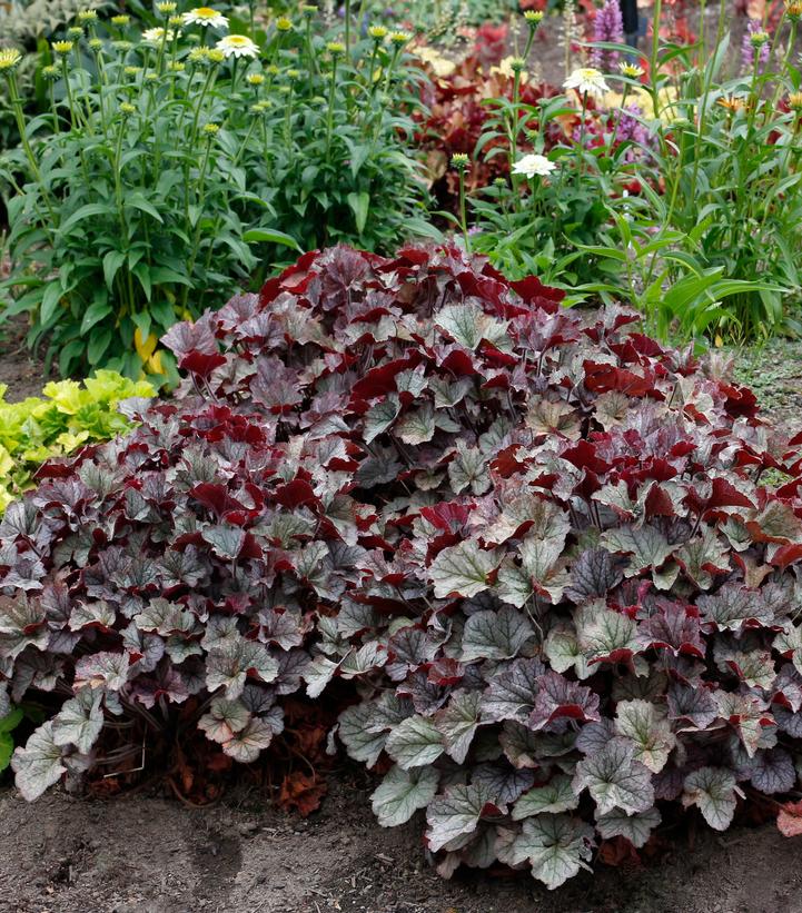 Heuchera Northern Exposure™ Silver