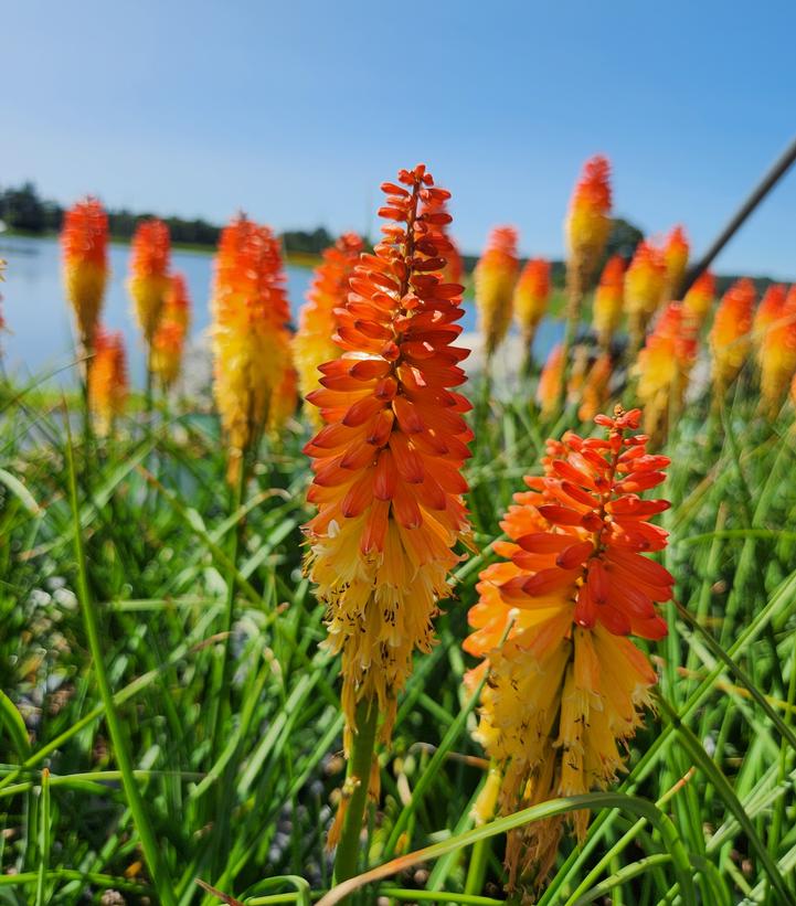 Kniphofia Pyromania® 'Backdraft'