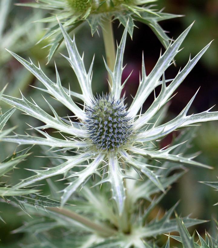 Eryngium x zabelii 'Big Blue'