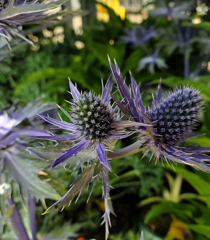 Eryngium x zabelii 'Big Blue'