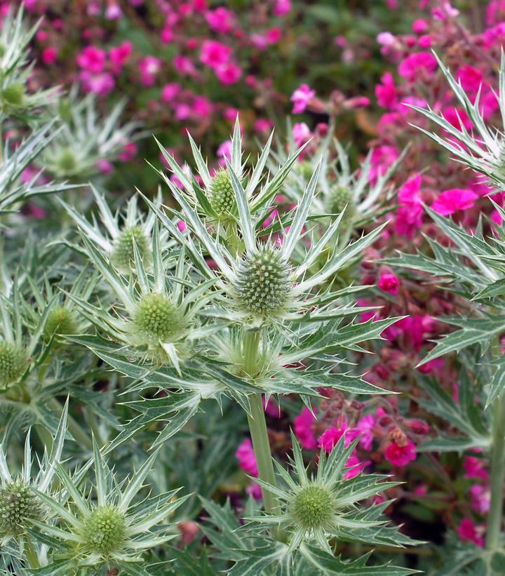 Eryngium x zabelii 'Big Blue'