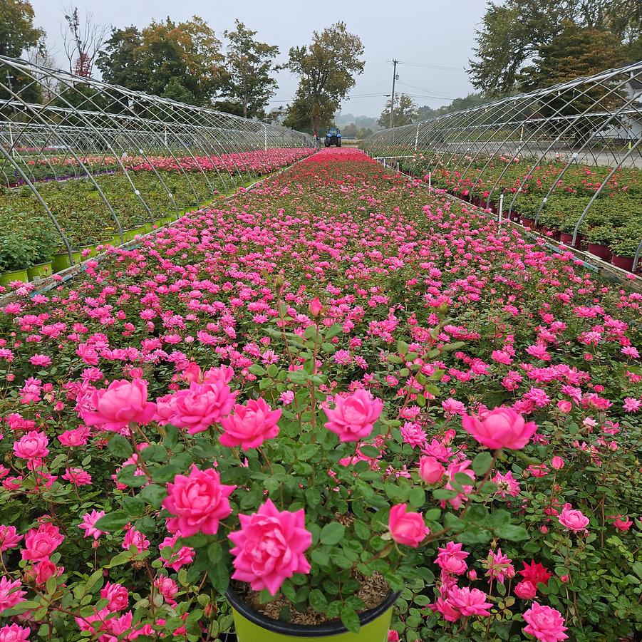 Rosa Double Pink Knock Out®