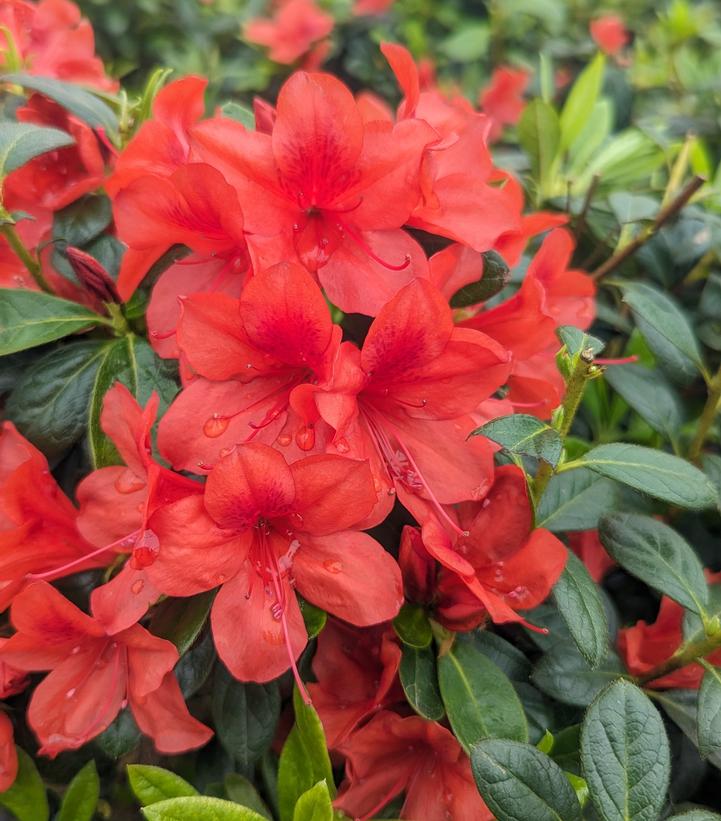 Azalea Encore® Autumn Bravo®