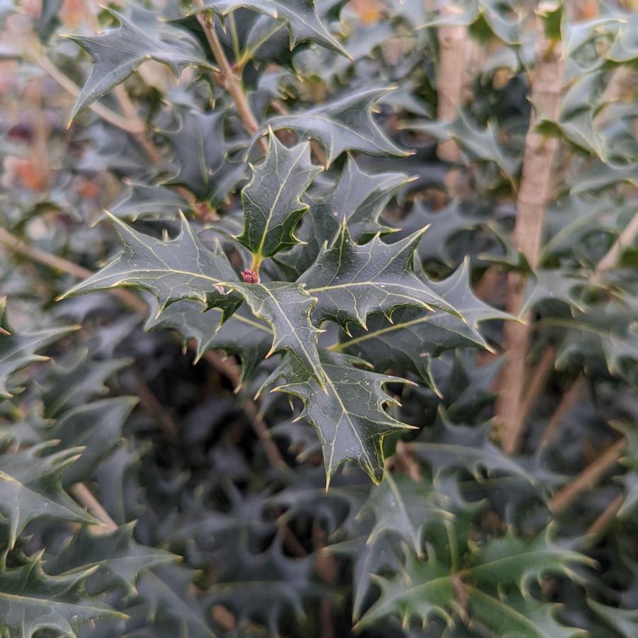 Osmanthus heterophyllus 'Gulftide'