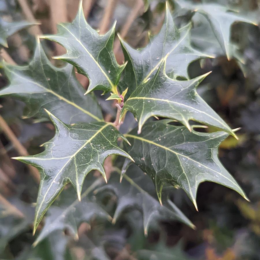 Osmanthus heterophyllus 'Gulftide'