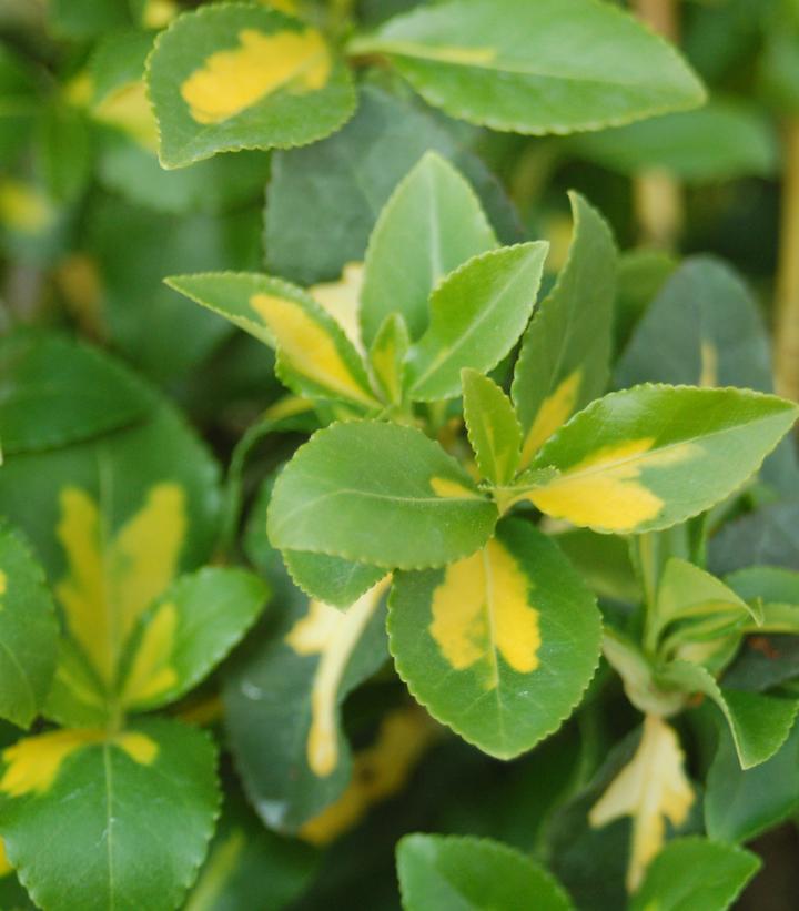 Euonymus fortunei 'Moonshadow'