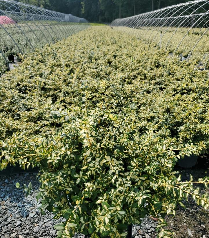 Euonymus fortunei 'Moonshadow'