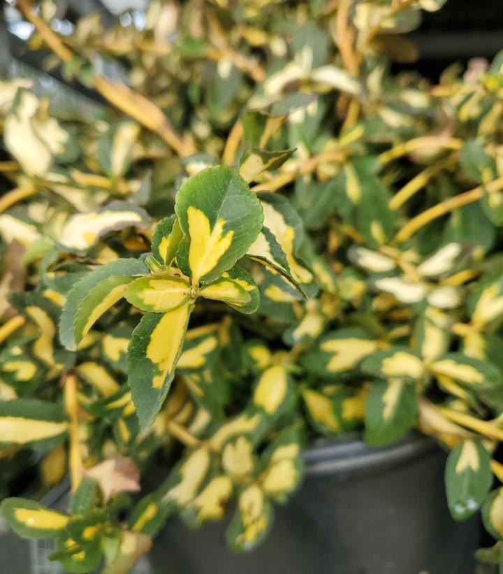 Euonymus fortunei 'Moonshadow'