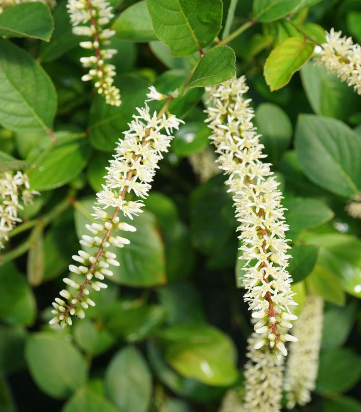 Itea virginica Scentlandia®