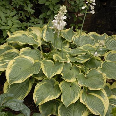 Hosta Earth Angel