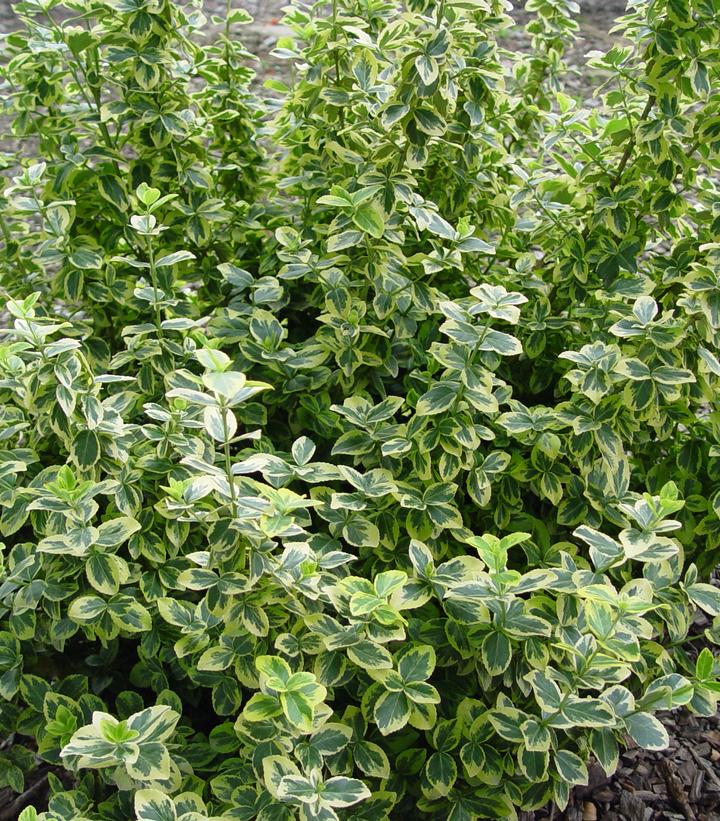 Euonymus f. 'Emerald 'n' Gold'