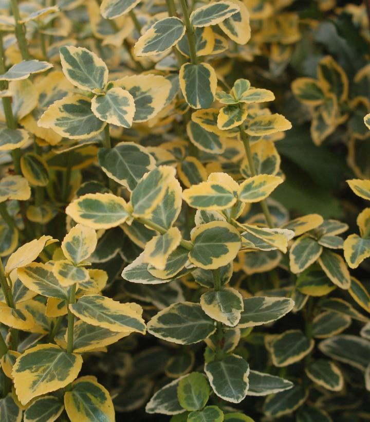 Euonymus f. 'Emerald 'n' Gold'