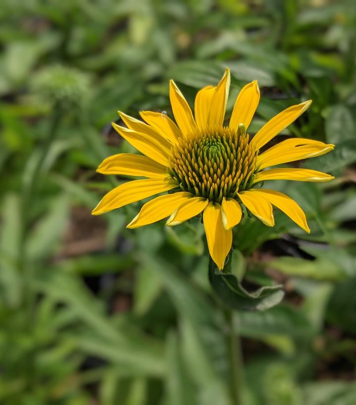 Echinacea Eye-catcher™ 'Canary'