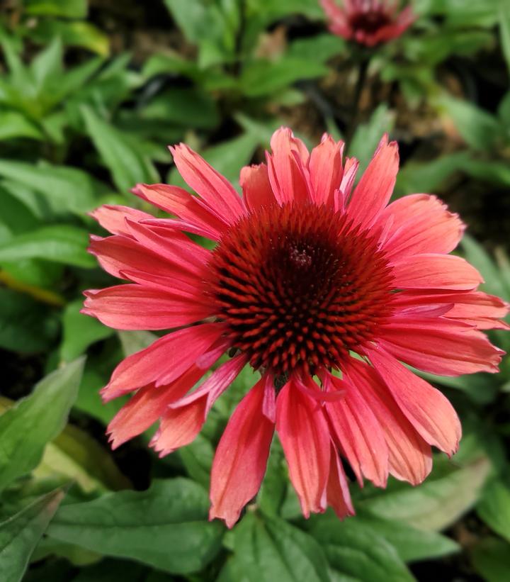 Echinacea Eye-Catcher™ 'Coral Craze'