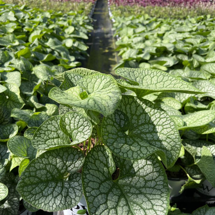 Brunnera macrophylla 'Jack of Diamonds'