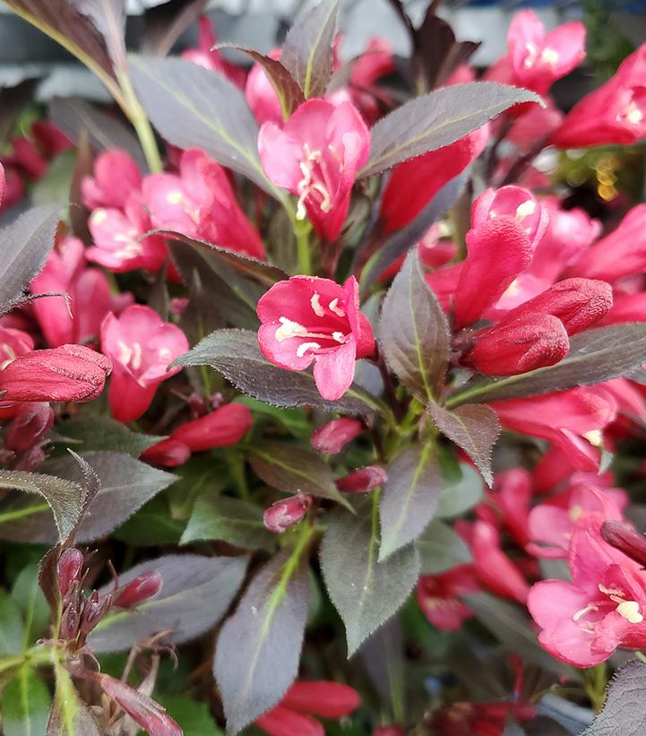 Weigela x Electric Love®