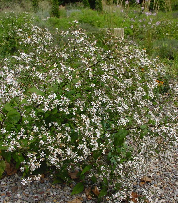 Aster divaricatus 'Eastern Star'