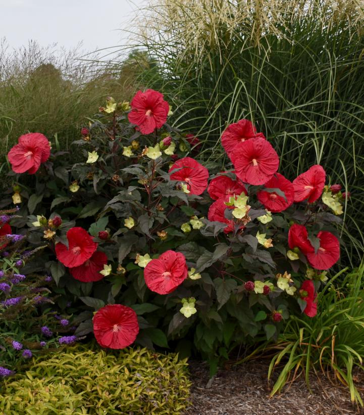 Hibiscus 'Mars Madness'