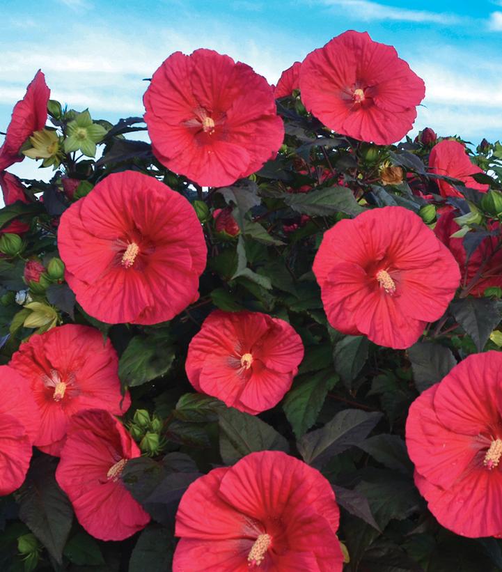 Hibiscus 'Mars Madness'