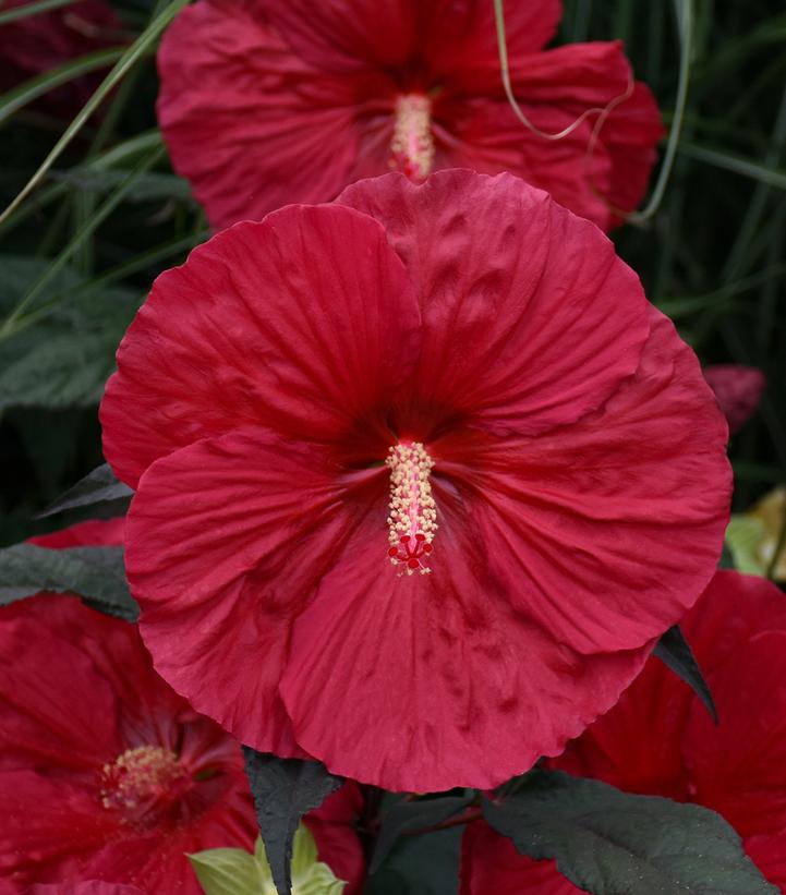 Hibiscus 'Mars Madness'