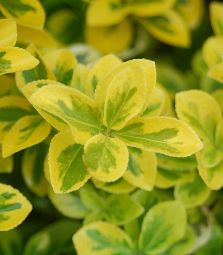 Euonymus f. Gold Splash®