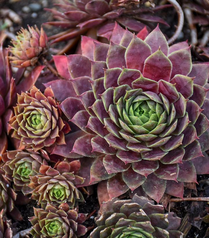 Sempervivum 'Peggy'