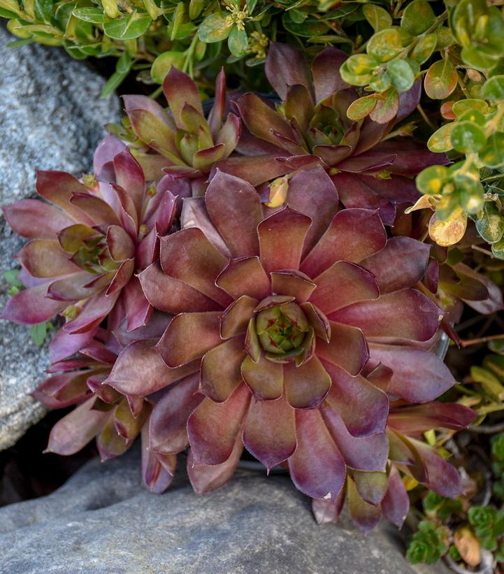 Sempervivum 'Peggy'