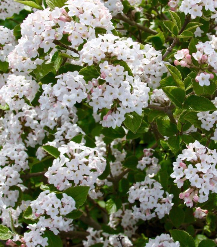 Viburnum carlesii Sugar n' Spice®