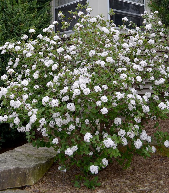 Viburnum carlesii Sugar n' Spice®