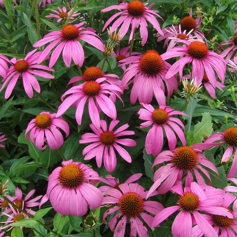 Echinacea purpurea 