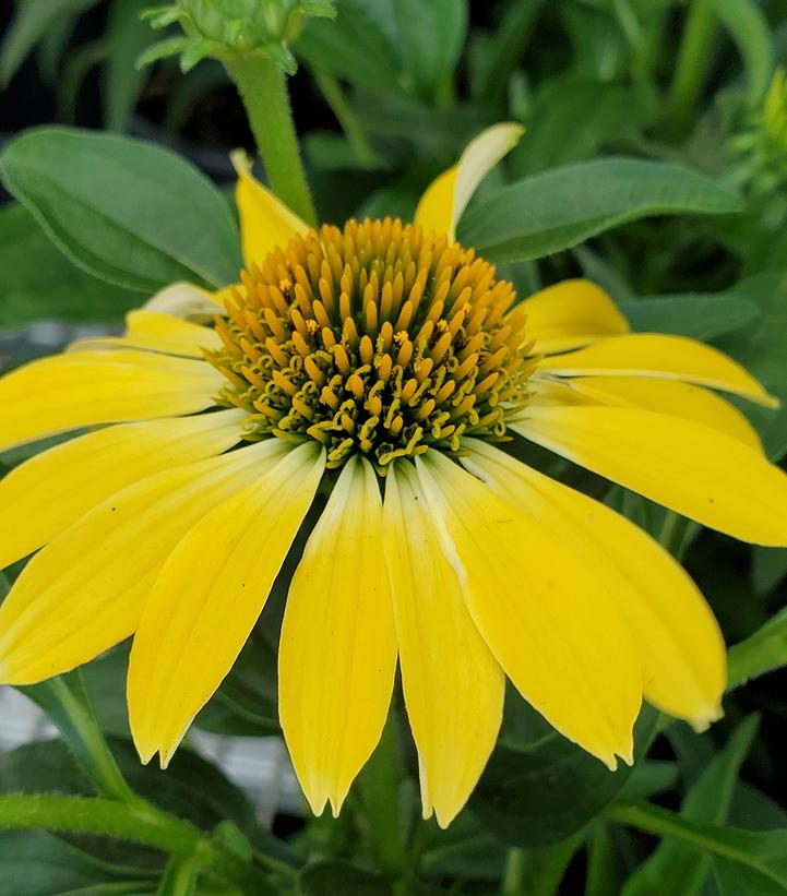 Echinacea x hybrida Sombrero® Summer Solstice