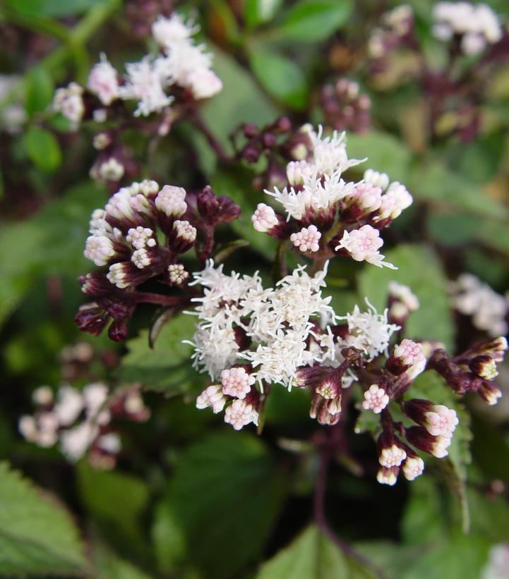 Eupatorium rugosum Chocolate