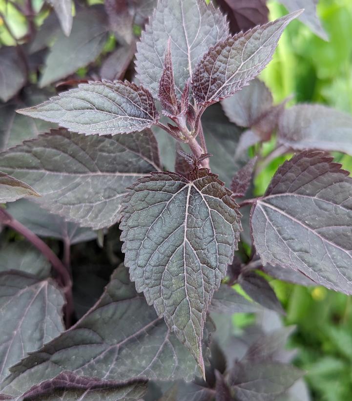 Eupatorium rugosum Chocolate