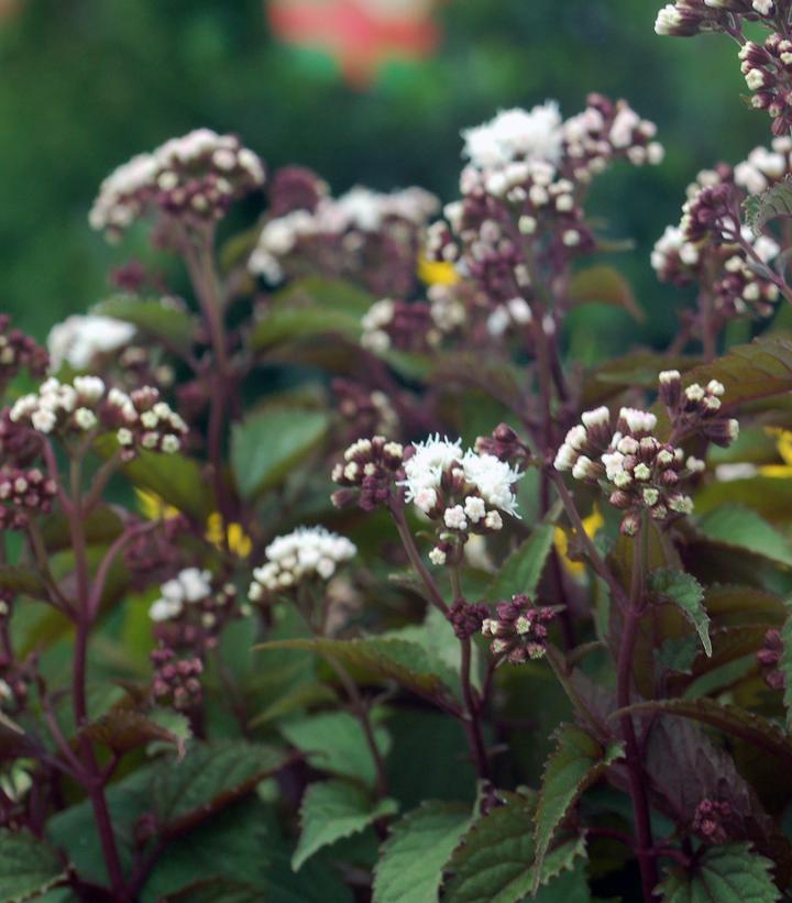 Eupatorium rugosum Chocolate