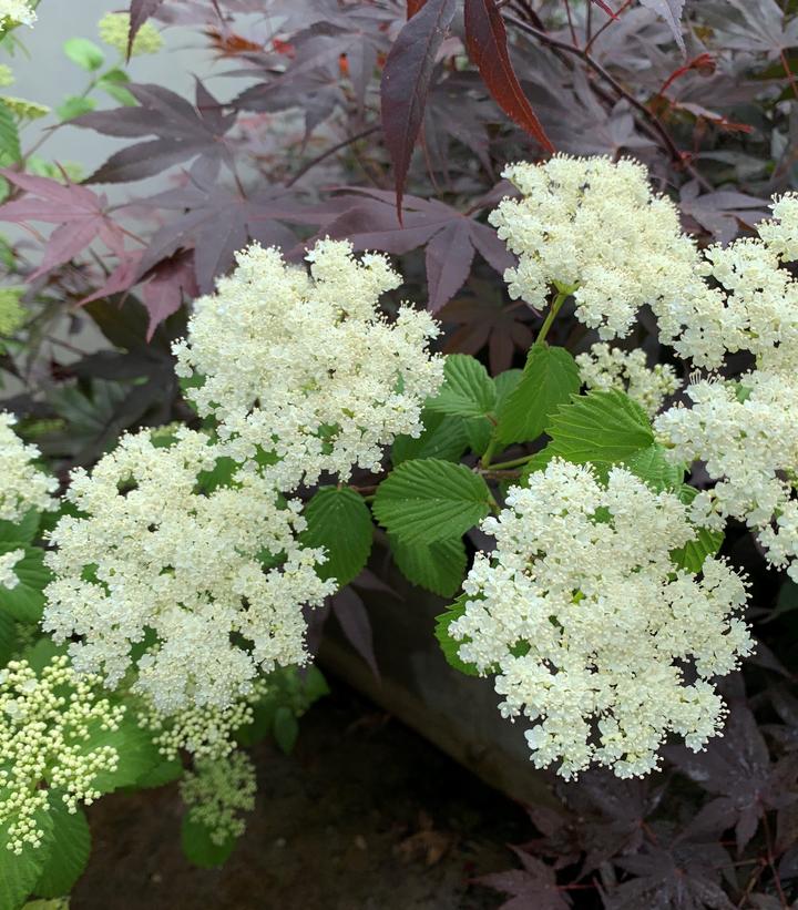 Viburnum dentatum NativeStar® 'Plum Pudding'