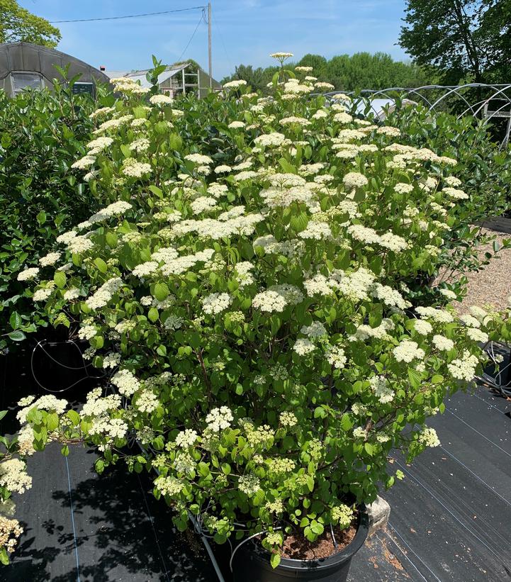 Viburnum dentatum NativeStar® 'Plum Pudding'