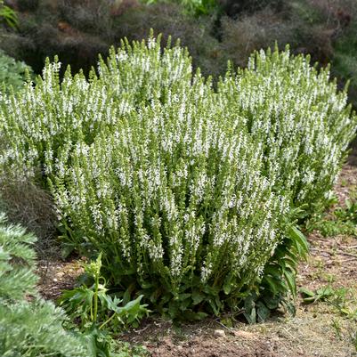 Salvia nemorosa 'White Profusion'