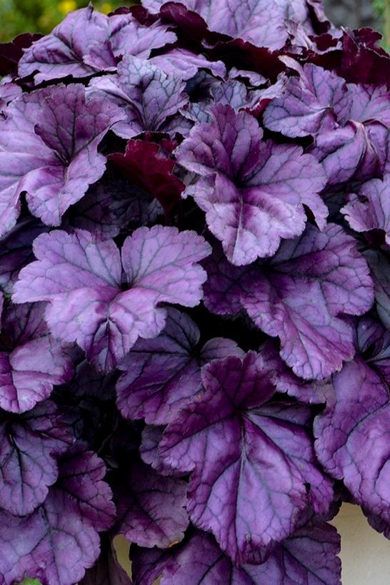 Heuchera hybrid Dolce® Dolce® 'Wildberry'