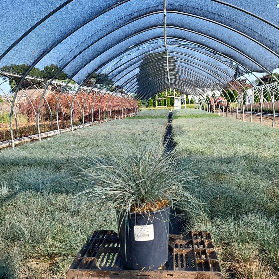 Festuca cinerca Elijah Blue