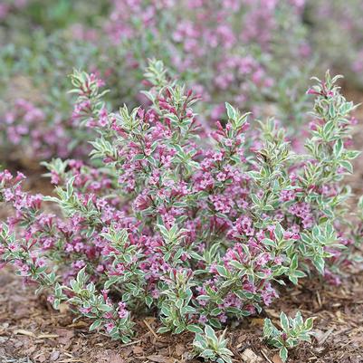 Weigela florida My Monet Purple Effect®