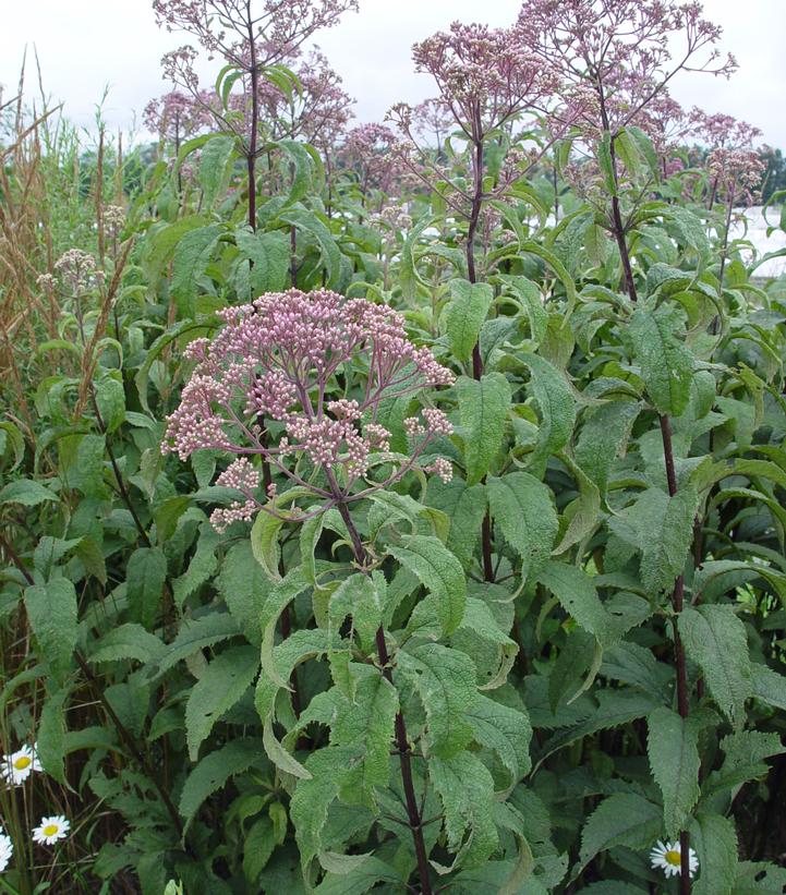 Eupatorium maculatum Gateway