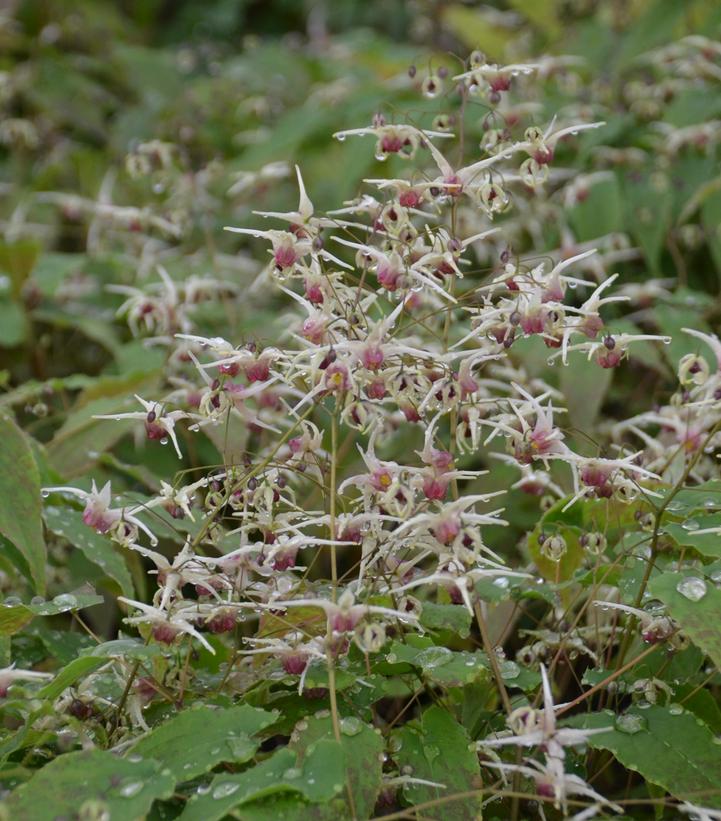 Epimedium 'Domino'